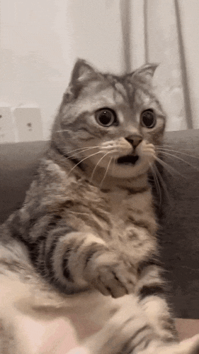 shocked cat